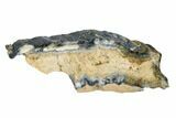 Mammoth Molar Slice with Case - South Carolina #180523-1